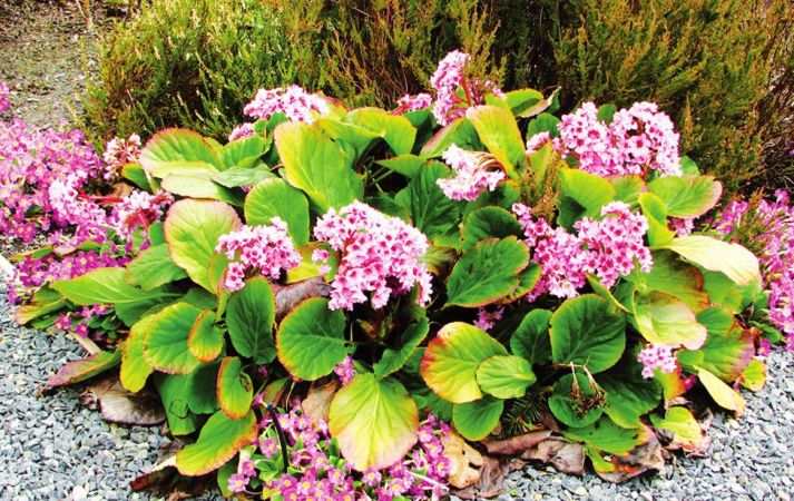 Bergenia