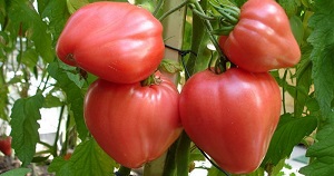 Variedades de tomate para invernaderos