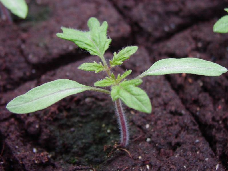 Cultiver des plants de tomates à la maison