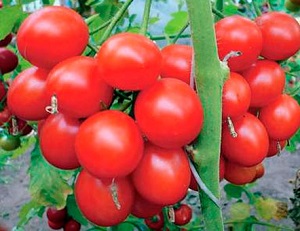 Variedades de tomate para la región de Moscú