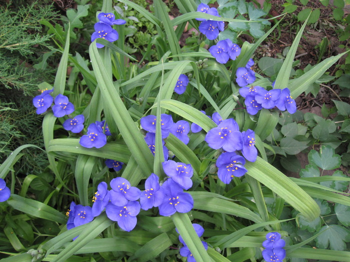 Tradiscantia horticulturalifolia