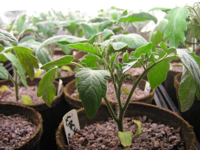 Quando seminare i pomodori per le piantine