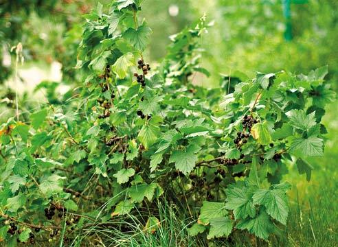 Groseilles en pleine croissance