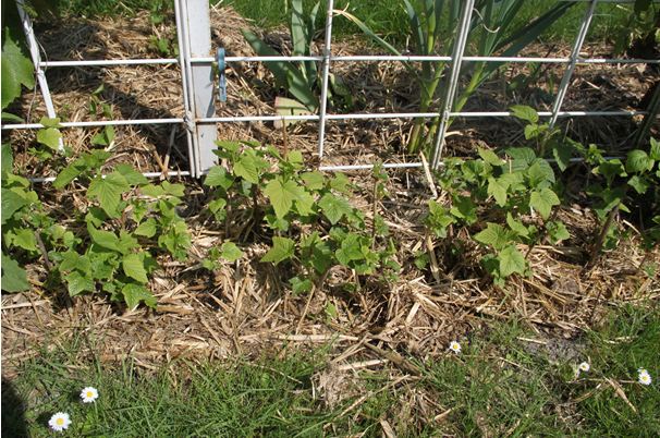 Plantation de groseilliers