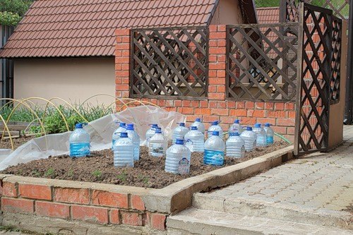 5 litrelik şişeler ve büyüyen salatalıklar