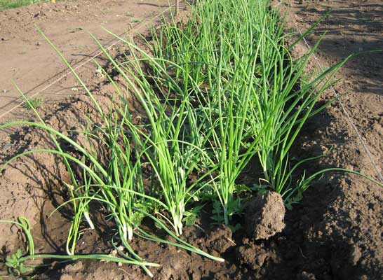 Planter des bulbilles d'oignons en pleine terre