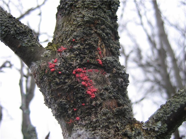 Cytosporose