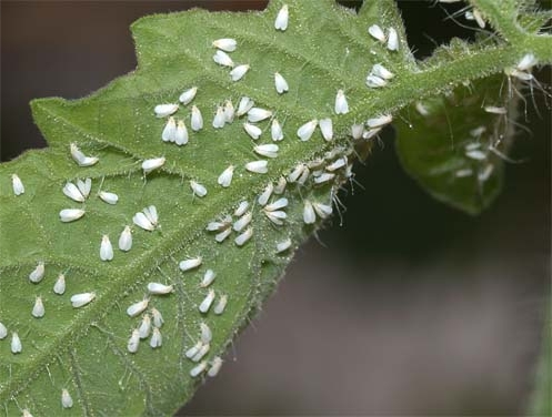mouche blanche sur les tomates