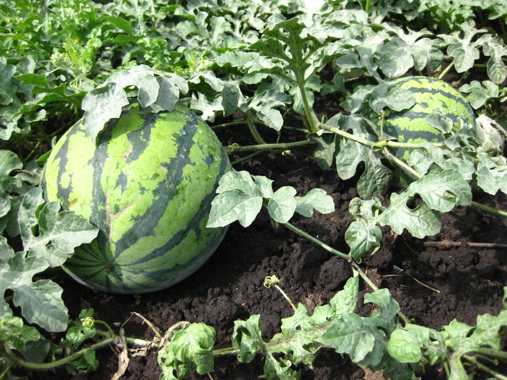 coltivare angurie nella regione di Mosca