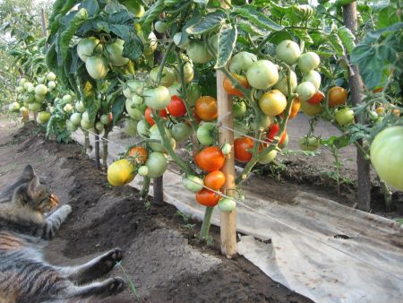 cultiver des tomates selon la méthode de Maslov