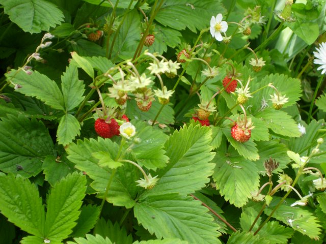 Cómo controlar las plagas de las fresas