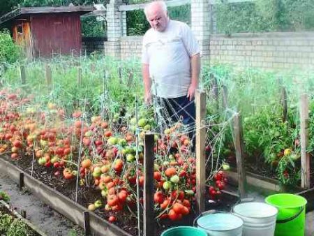 Comment cultiver des tomates selon la méthode de Maslov