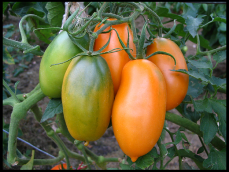 pomodori bassi per terreni aperti