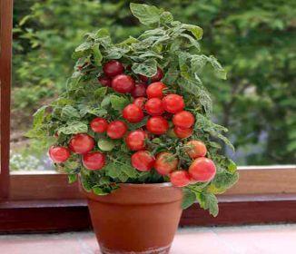 varietà di pomodori a bassa crescita
