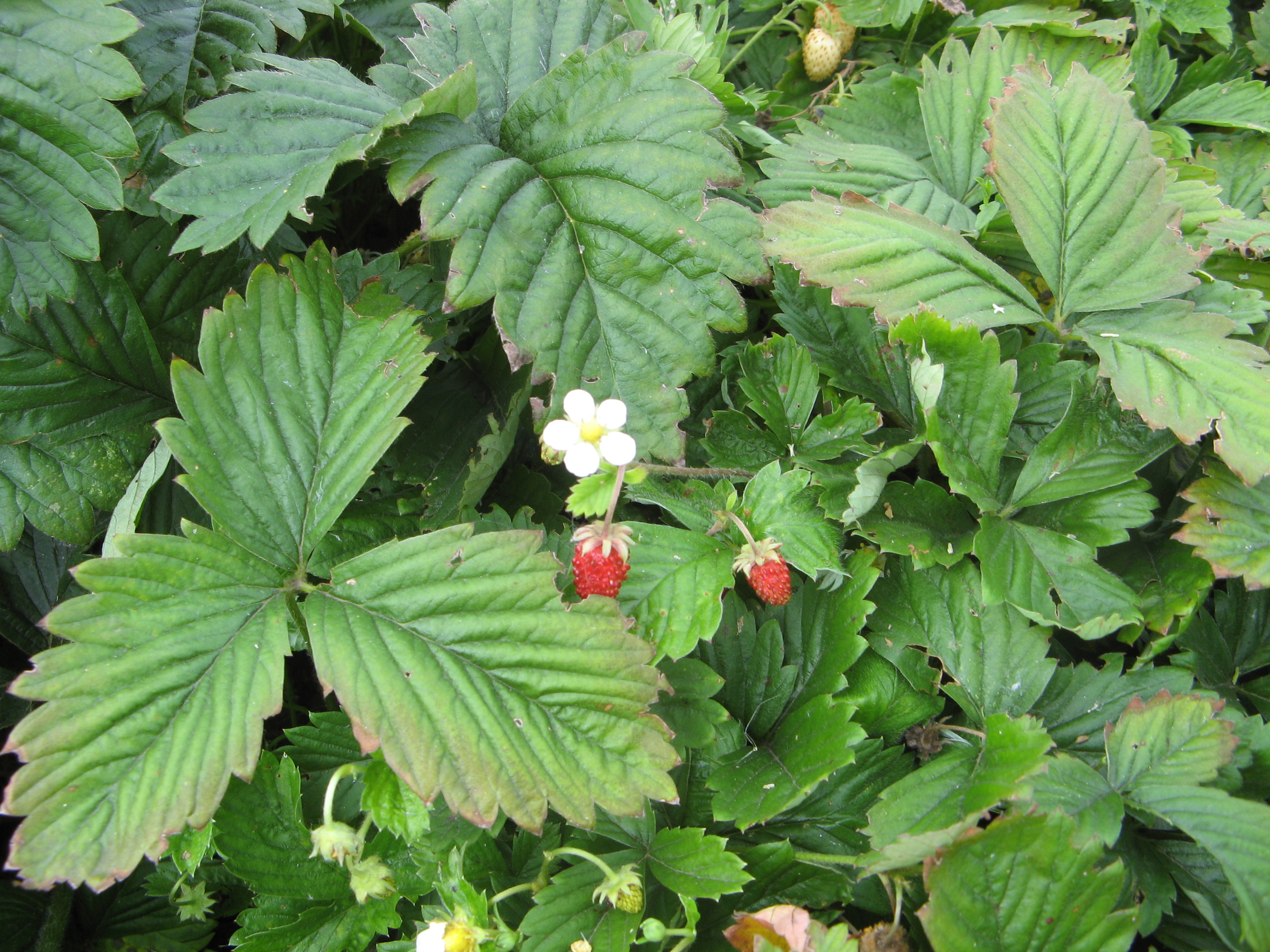 sobre los cultivadores de fresas