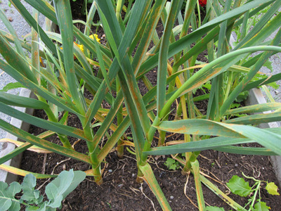 Warum wird Knoblauch gelb?