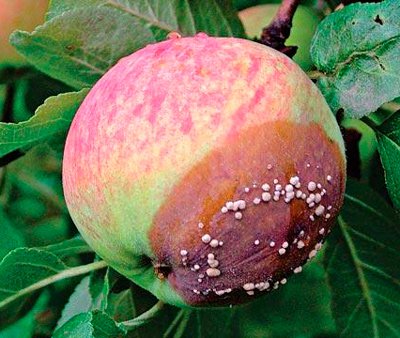 pourriture des fruits
