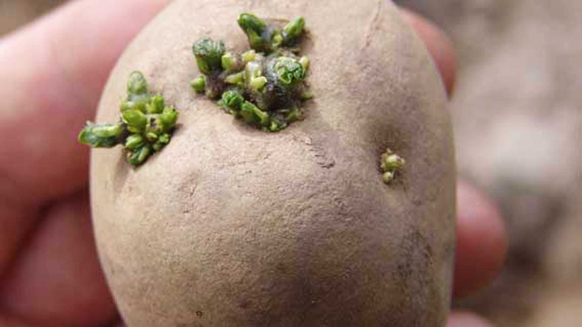 preparazione delle patate per la semina