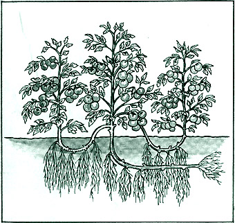 cultiver des tomates selon la méthode de Maslov
