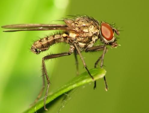 mouche des pousses sur les tomates