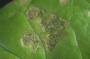 thrips sur les tomates