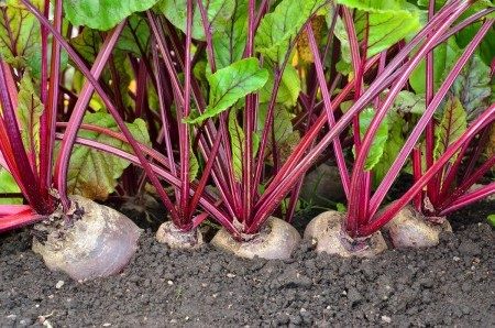 Rote-Bete-Pflege