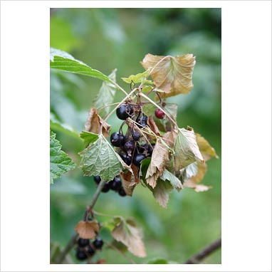 094061 0499 موت العفن الرمادي في عنب الثعلب (Botritis cinerea) على ب