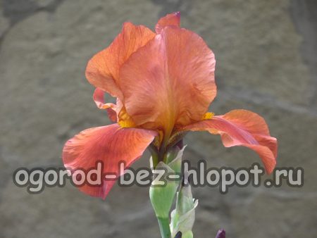 Perché gli iris non fioriscono nel mio giardino?