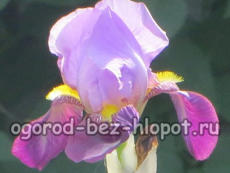 Perché gli iris non fioriscono nei nostri giardini?