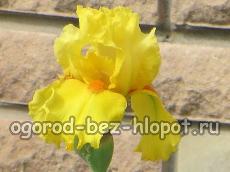 Perché gli iris non fioriscono nel mio giardino?