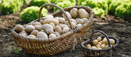 récolte de pommes de terre