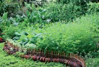 erbe aromatiche che crescono nel giardino