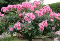 roses après l'hiver