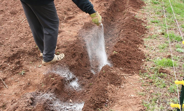 Engrais pour pommes de terre lors de la plantation en trou