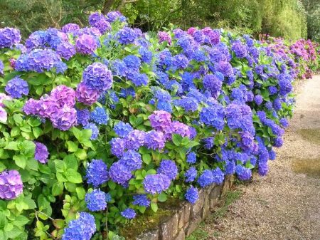 Garden hydrangea in open ground