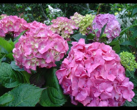 Beautiful garden hydrangea
