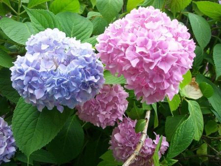Garden hydrangea planting