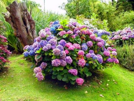 Garden hydrangea care