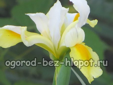 fiori di iris