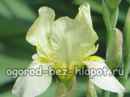 Perché gli iris non fioriscono?