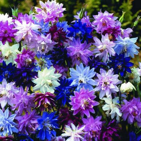 Aquigelia
