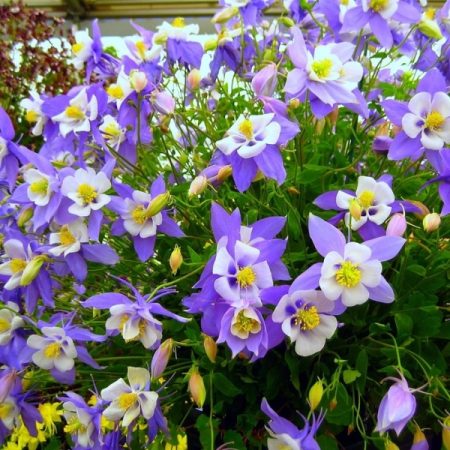 Aquigelia auf freiem Gelände