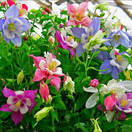Aquigelia-Pflanzung