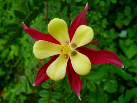 Aquigelia-Pflege
