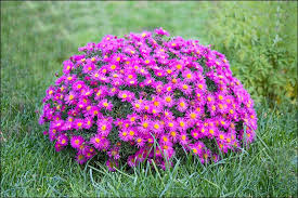 Alpine asters care