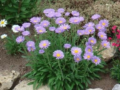 alpine asters