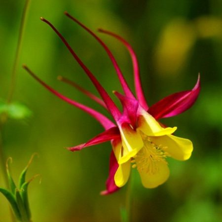 wachsende Aquigelia