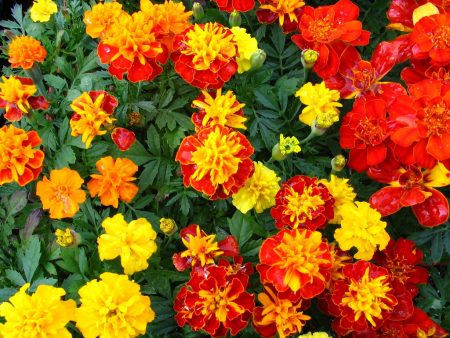 coltivare calendule