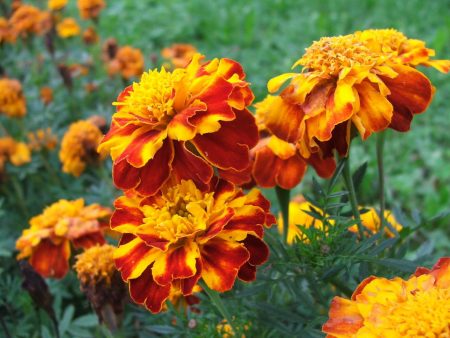 coltivare calendule dai semi