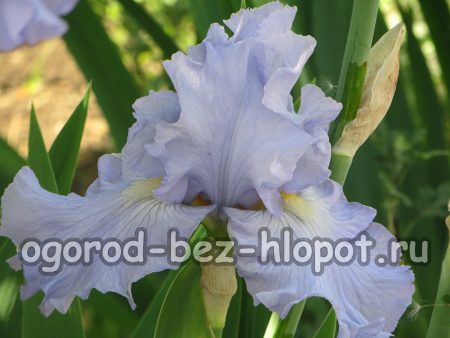 Perché gli iris non fioriscono nel mio giardino?